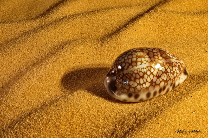 Focus Stacking