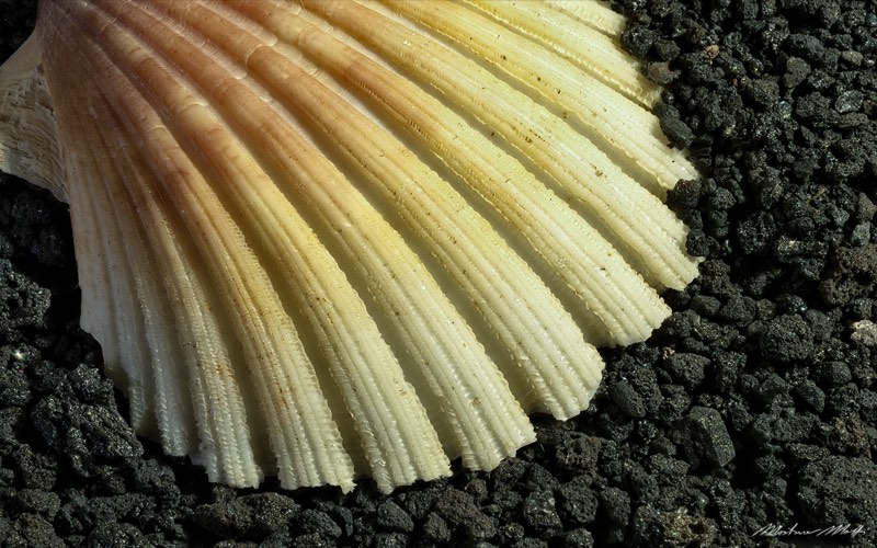 Pecten