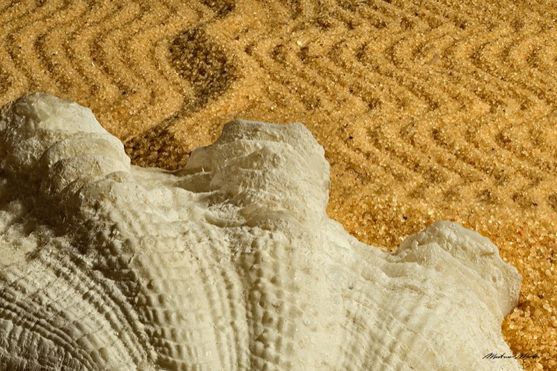 Tridacna