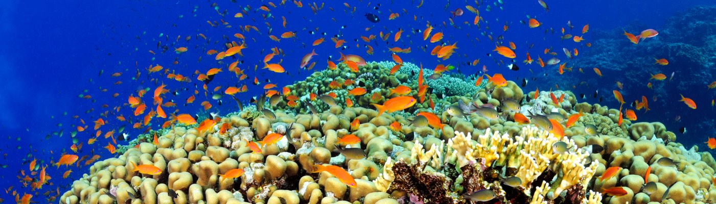 Shaab Malahi reef · Red Sea