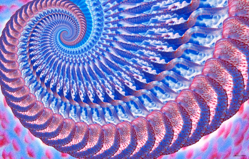 Pelagia noctiluca