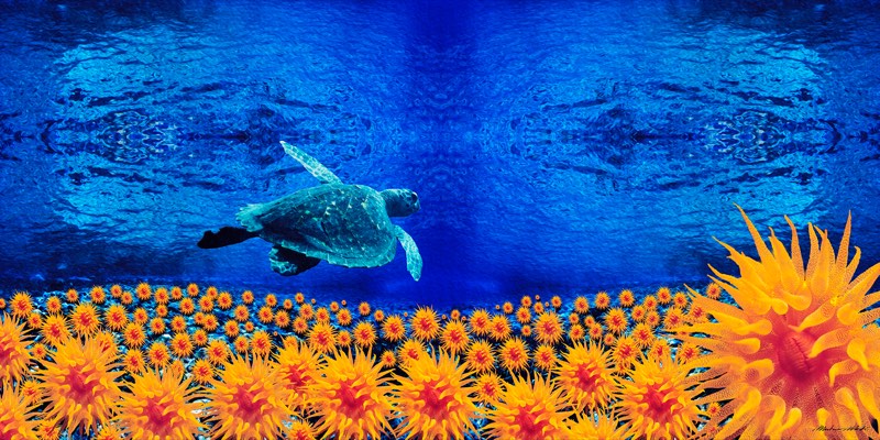 Sealosophy · Marine Life