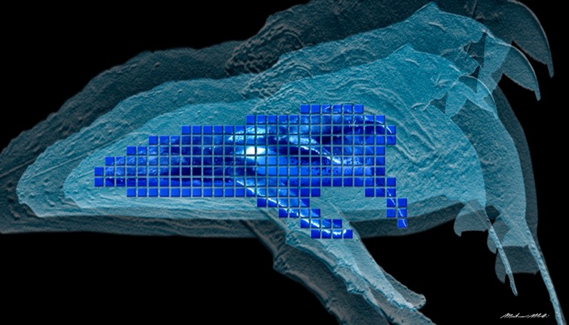 Whales